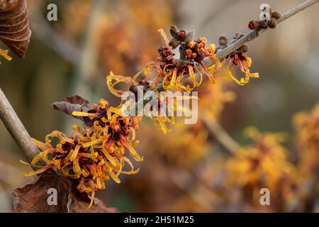 Branche pleine de Hamamelis x intermedia Harry fleurit en hiver Banque D'Images