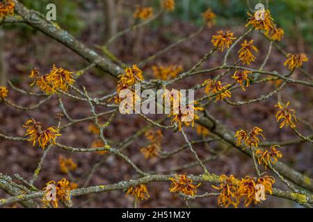 Un groupe d'orange Hamamelis x Intermedia Orange Peel fleurit en hiver Banque D'Images