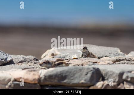 Chipmunk en plein air dans les îles canaries Banque D'Images