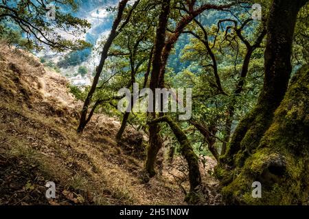 Le chemin dans la forêt de montagne au Bhoutan, l'Himalaya au printemps sur la route du monastère Chagri Cheri Dorjeden, monastère bouddhiste près de la capitale Banque D'Images