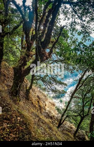 Le chemin dans la forêt de montagne au Bhoutan, l'Himalaya au printemps sur la route du monastère Chagri Cheri Dorjeden, monastère bouddhiste près de la capitale Banque D'Images