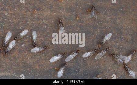 Cliché sélectif de Flying Ants insectes sur la surface du métal qui travaillent en équipe. Banque D'Images