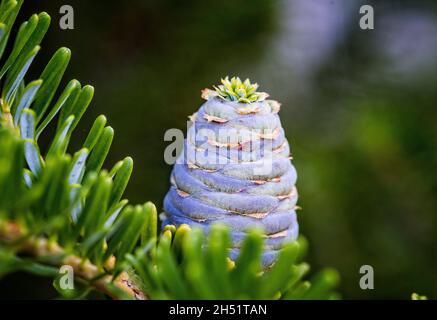 Gros plan de jeunes cônes bleus sur les branches de sapin Abies koreana ou Korean Fir au printemps sur fond de bokeh de jardin vert.Mise au point sélective.Beauti Banque D'Images