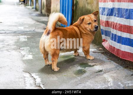 Un adorable chien de race croisée de corgi jaune Banque D'Images