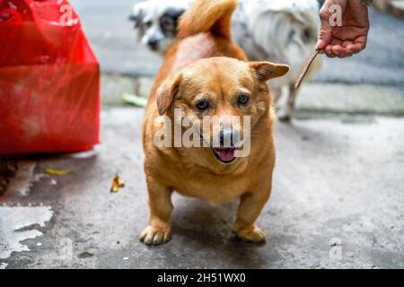 Un adorable chien de race croisée de corgi jaune Banque D'Images