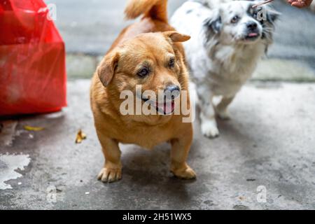 Un adorable chien de race croisée de corgi jaune Banque D'Images