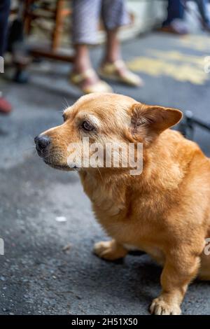 Un adorable chien de race croisée de corgi jaune Banque D'Images