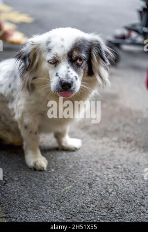 Un adorable chien croisé noir et blanc Banque D'Images