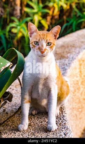 Gros plan d'un chat rouge errant en Israël, l'oreille coupée signifie que le chat est stérilisé.Le chat cherche directement à se nourrir. Banque D'Images