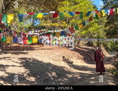 Paro, Bhoutan - février 2016: moine bouddhiste en vêtements rouges traditionnels et prière multicolore drapeaux bouddhistes tibétains Lung Ta dans l'Himalaya sur le chemin Banque D'Images