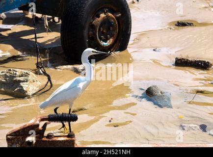 Un petit héron blanc Egret qui marche dans l'eau à la recherche de nourriture sur la plage polluée.Le concept de pollution de l'environnement. Banque D'Images