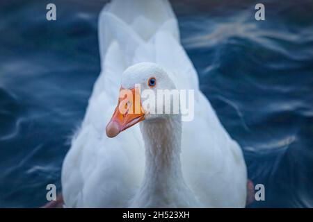 Portrait d'oie blanche aux yeux bleus.Oiseau d'oie rouge de la sauvagine domestique drôle.Gros plan du visage de museau de l'oie sur fond d'eau bleue Banque D'Images