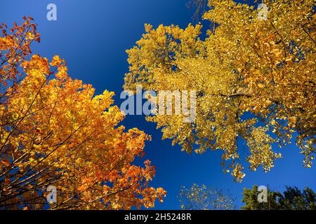 Vue à angle bas photo des couronnes de grands arbres en pleine couleur d'automne un mélange de feuilles rouges, orange et jaunes sur elle contre un ciel bleu profond Banque D'Images