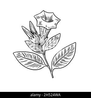 Datura plante toxique isolée sur fond blanc.Illustration vectorielle dessinée à la main en style gravure. Illustration de Vecteur