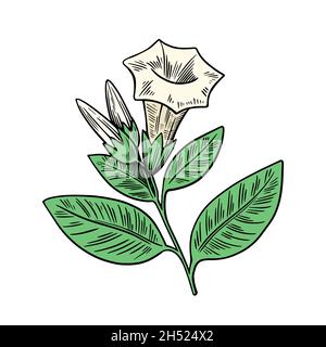Datura plante toxique isolée sur fond blanc.Illustration vectorielle colorée dessinée à la main en style gravure. Illustration de Vecteur