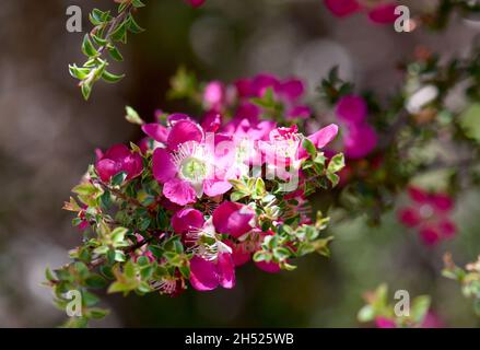 Gros plan des fleurs rouges roses de l'arbre à thé Leptospermum natif d'Australie Riot cultivar, famille des Myrtaceae Banque D'Images