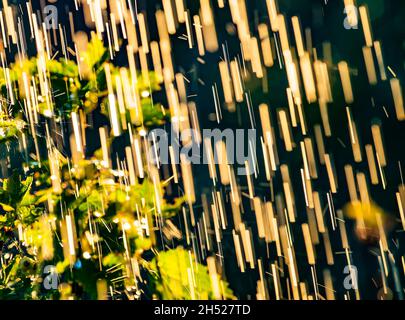 Les plantes partent sous une douche à forte pluie avec des gouttes d'eau dans les rayons dorés du soleil en été.Arrière-plan d'été frais et pluvieux.Pluie et soleil. Banque D'Images