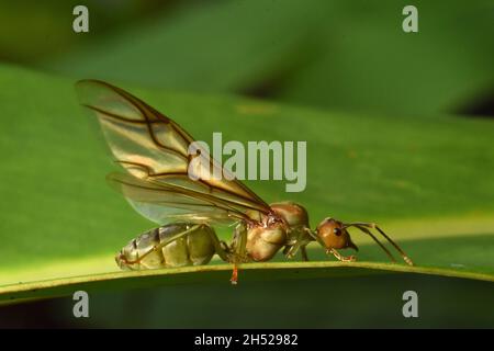 Asian weaver ant queen.Oecophylla smaragdina. Banque D'Images