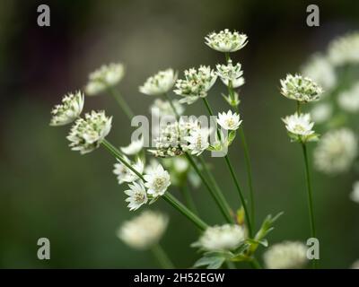 Fleurs d'Astrantia Major dans un jardin à la fin de l'été Banque D'Images