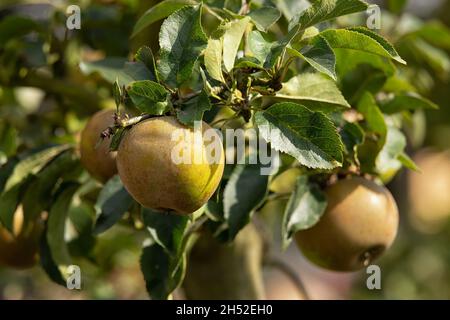 Pommes Russet poussant sur un arbre en automne Banque D'Images