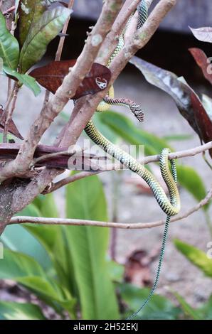 Le serpent d'arbre barré sur l'arbre de branche dans le jardin à l'extérieur de la forêt de jungle sur la baie d'Ao Nang Railay à Krabi, en Thaïlande Banque D'Images