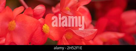 Gros plan des fleurs rouges de Begonia en format panoramique dans un jardin à la fin de l'été Banque D'Images