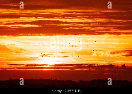 Des oiseaux lointains volant silhouettés contre un ciel jaune et orange vif pendant le lever du soleil sur un paysage plat avec des arbres.Moitié de soleil cachée par les nuages. Banque D'Images