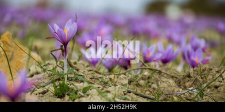 Fleurs de safran sur le terrain.Crocus sativus plante au sol, vue rapprochée.Saison de récolte à Kozani en Grèce Banque D'Images