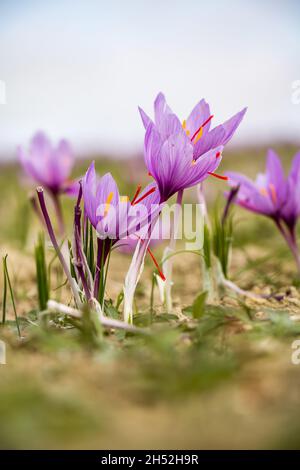 Plante de safran au sol, fleurs de Crocus sativus au champ, vue rapprochée.Saison de récolte à Kozani en Grèce Banque D'Images