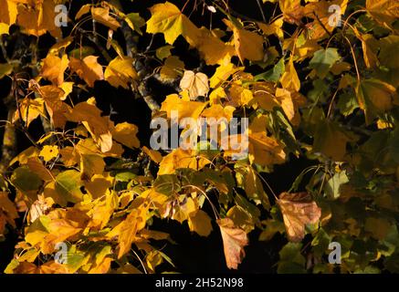 En automne, les feuilles des arbres à feuilles caduques comme cet Acer commencent à perdre leur chlorophylle verte comme l'arbre retire les nutriments en préparation Banque D'Images