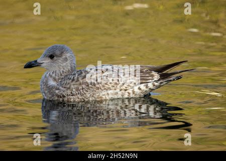 Le plumage tacheté caractéristique d'un jeune Herring Gull.Un grand et commun membre de la famille des goélands qui est une vue régulière le long de la côte Banque D'Images