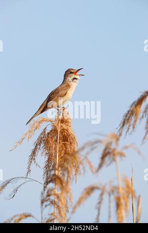 Un grand Paruline à roseau (Acrocephalus arundinaceus), un homme adulte, chantant au-dessus d'un roseau au printemps près du lac Kerkini, dans le nord de la Grèce Banque D'Images