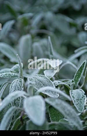 Feuilles d'une plante de sauge (herbe) recouvertes de cristaux de gel, avec le reste de buisson en arrière-plan. Banque D'Images