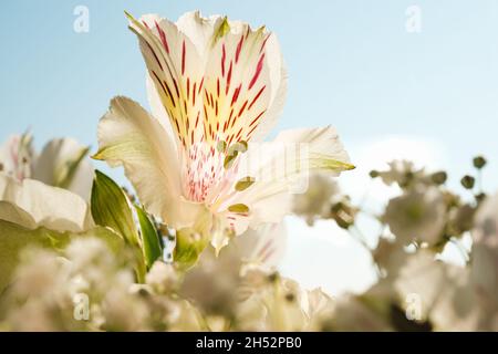 Fleur d'Alstroemeria gros plan sur un fond clair. Banque D'Images