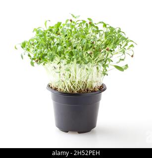 Pousses de cilantro de micro-verts en croissance isolées sur fond blanc Banque D'Images