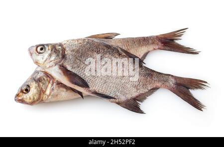 Couvre-oreillers de rivière communs isolés sur fond blanc. Poissons d'eau douce Banque D'Images