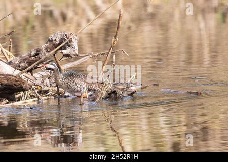 Femelle de la Finfoot africaine (Podica senegalensis) Breede River, Robertson, Cap occidental, Afrique du Sud Banque D'Images