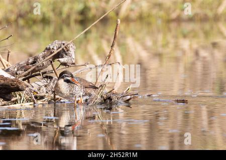 Femelle de la Finfoot africaine (Podica senegalensis) Breede River, Robertson, Cap occidental, Afrique du Sud Banque D'Images