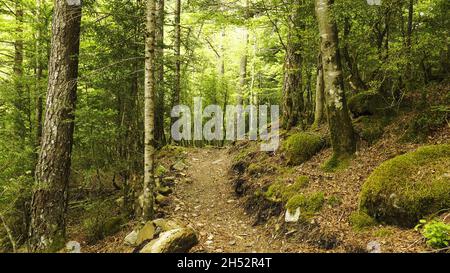 Sentier forestier à travers la vieille forêt dans les Pyrénées, Espagne Banque D'Images