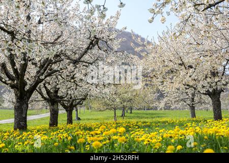 Fleurs de cerisier en fleurs blanches avec prairie de pissenlits dans verger Banque D'Images