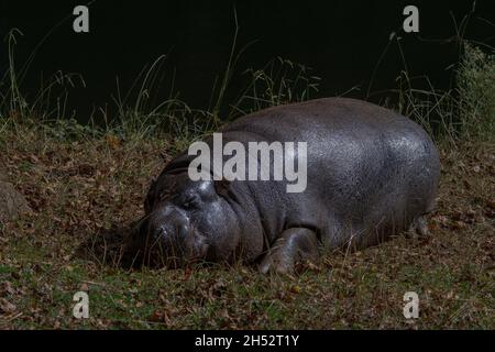 Mammifères sauvages dans leur environnement naturel. Banque D'Images