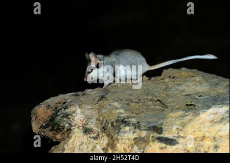 Mammifères sauvages dans leur environnement naturel. Banque D'Images