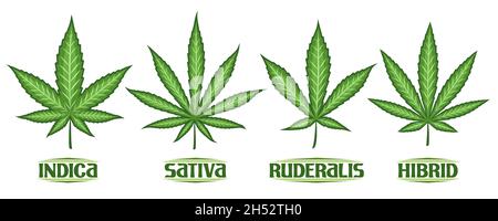 Ensemble de feuilles de cannabis vectoriel, collection de 4 illustrations découpées différents symboles de cannabis, bannière avec groupe de feuilles de marijuana diverses, décoration Illustration de Vecteur