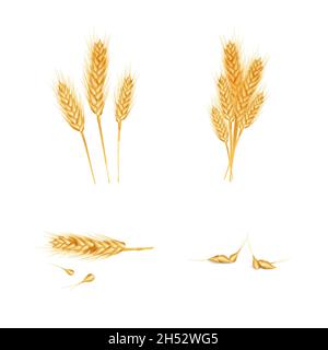 Ensemble de blé d'oreille différent, grains entiers. Isolé sur fond blanc. Illustration de Vecteur