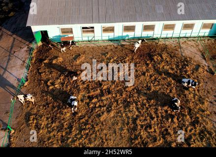 Abri de vache avec des vaches près de la ferme, vue aérienne.La construction agricole dans le domaine agricole.Production de lait et élevage.Lait de vache.Animaux de ferme et AGR Banque D'Images