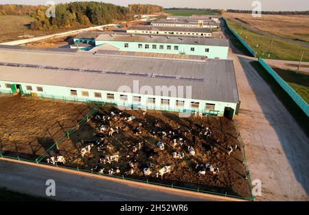 Abri de vache avec des vaches près de la ferme, vue aérienne.La construction agricole dans le domaine agricole.Production de lait et élevage.Lait de vache.Animaux de ferme et AG Banque D'Images