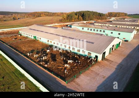Abri de vache avec des vaches près de la ferme, vue aérienne.La construction agricole dans le domaine agricole.Production de lait et élevage.Lait de vache.Animaux de ferme et AG Banque D'Images
