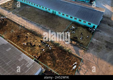 Abri de vache avec des vaches près de la ferme, vue aérienne.La construction agricole dans le domaine agricole.Production de lait et élevage.Lait de vache.Animaux de ferme et AG Banque D'Images