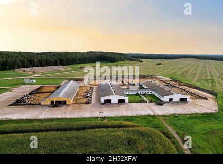 Ferme avec vaches et cochons dans le village, vue aérienne.Lâcheté près du champ d'agriculture.Production de lait et élevage.Lait de vache.Ferme Banque D'Images