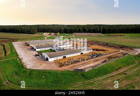 Ferme avec vaches et cochons dans le village, vue aérienne.Lâcheté près du champ d'agriculture.Production de lait et élevage.Lait de vache.Ferme Banque D'Images